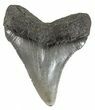 Serrated, Juvenile Megalodon Tooth - South Carolina #52958-1